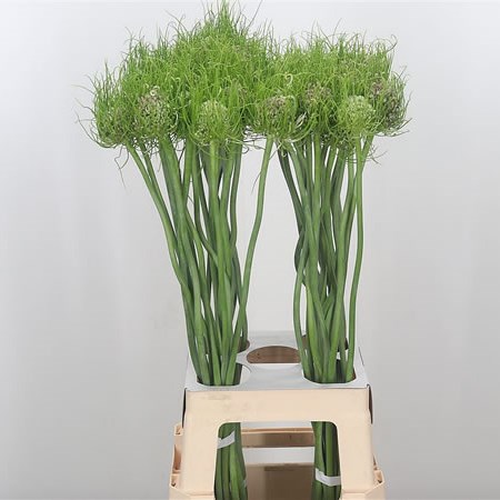 Allium Catweazle (Extra)