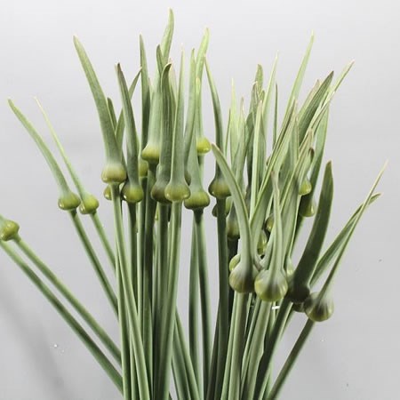 Allium Cepa Judith