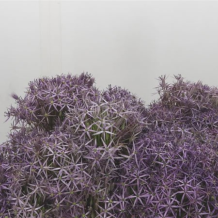 Allium Cristophii