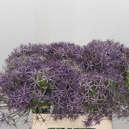 Allium Cristophii
