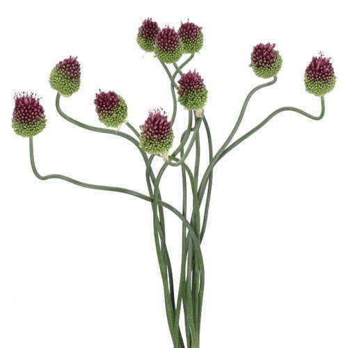 Allium Dancing Tangho