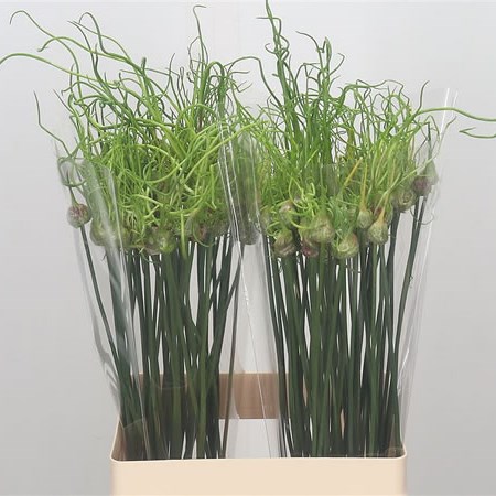 Allium Dready