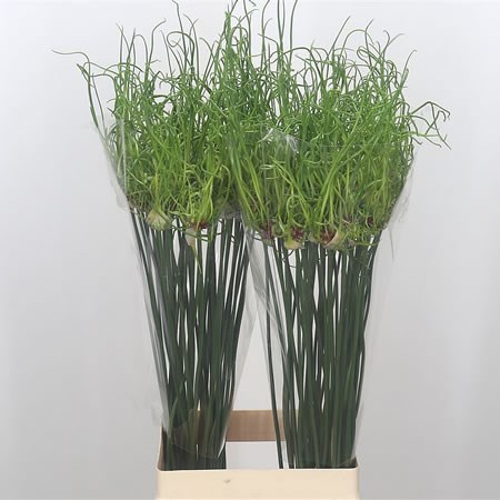 Allium Dready