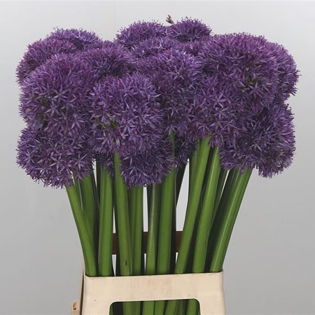 Allium Dutchman