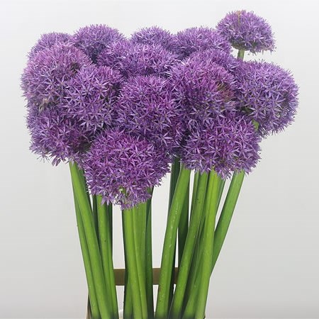 Allium Dutchman
