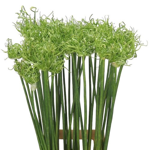 Allium Fido Dido Ampeloprasum