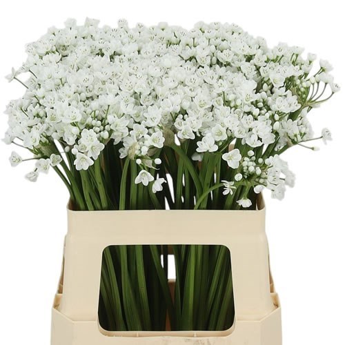 Allium Flocon