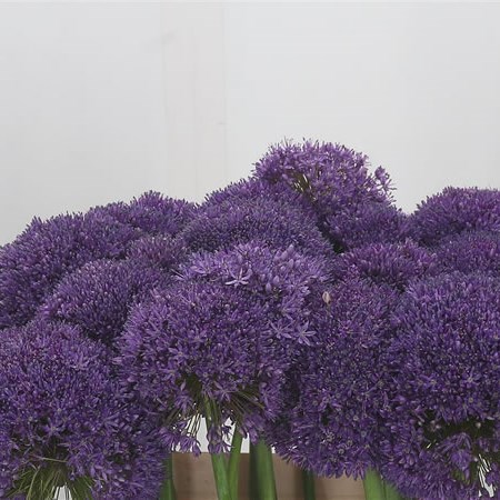 Allium Giganteum