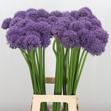 Allium Gladiator