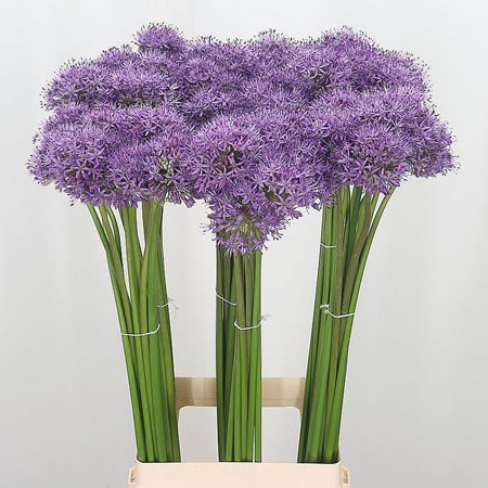 Allium Gladiator