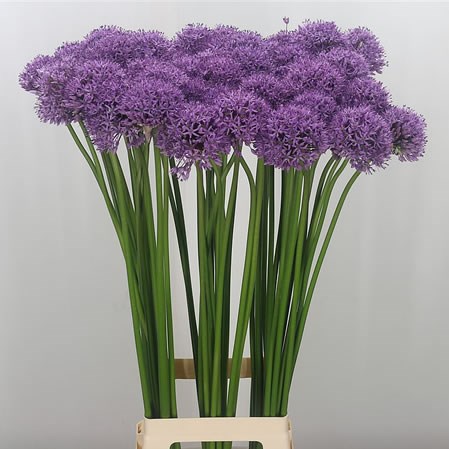 Allium Gladiator