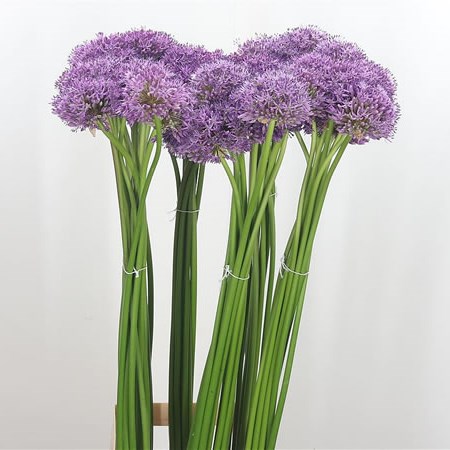 Allium Gladiator