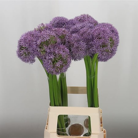 Allium Globemaster