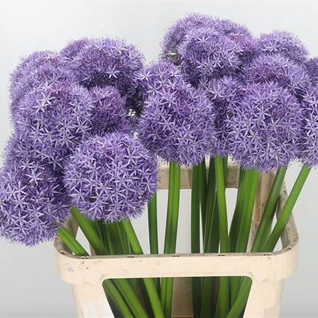 Allium Globemaster