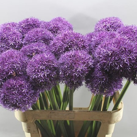 Allium Globemaster Extra