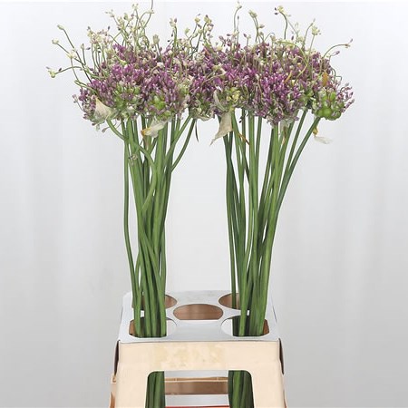 Allium Green Drops