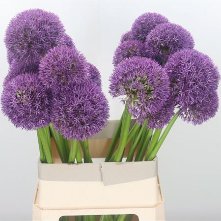 Allium Grootbloemig