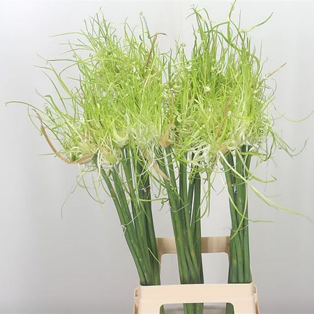 Allium Hair
