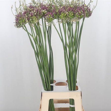 Allium Hairy Friend