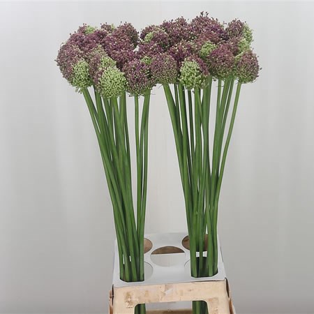 Allium Hairy Friend