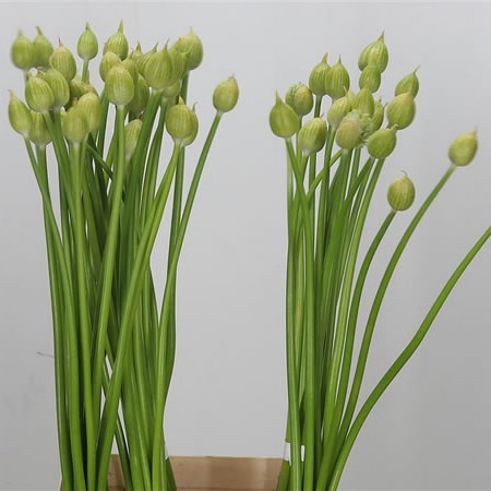 Allium Hirtifolium