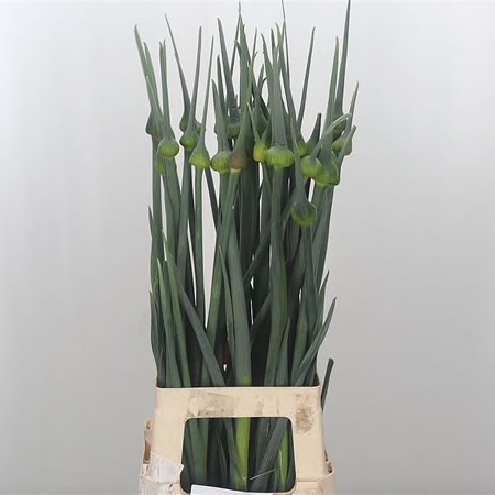 Allium Kenton