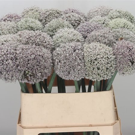 Allium Kenton XXL