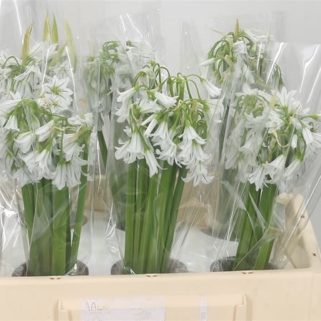 Allium Kleinbloemig White