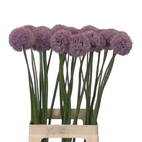 Allium Krystyna