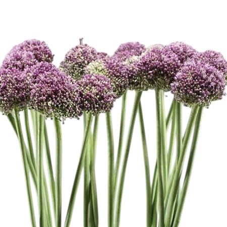 Allium Lilac Dome