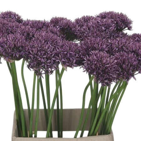 Allium Mercurius