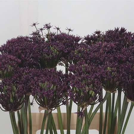 Allium Miami