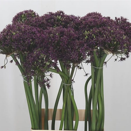 Allium Miami