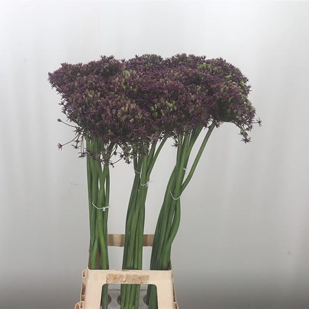 Allium Miami