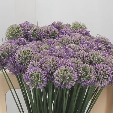Allium Millennium
