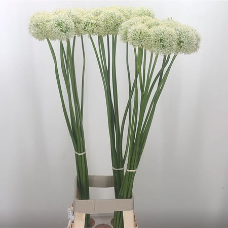 Allium Mount Everest