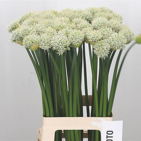 Allium Mount Everest