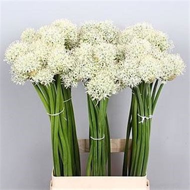 Allium Mount Everest