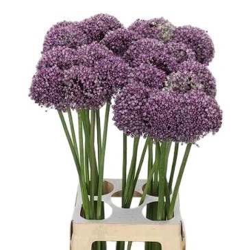Allium Mrs Bouquet