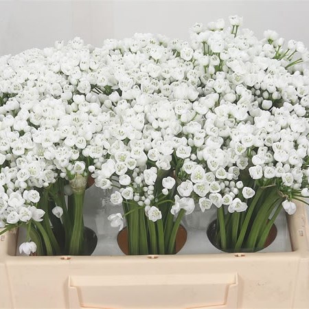 Allium Neopolitanum