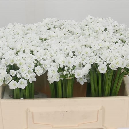 Allium Neopolitanum