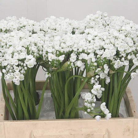Allium Neopolitanum