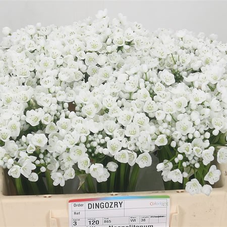Allium Neopolitanum