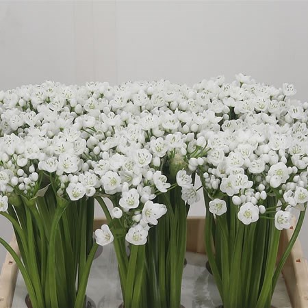 Allium Neopolitanum