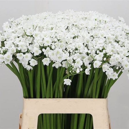 Allium Neopolitanum (Extra)