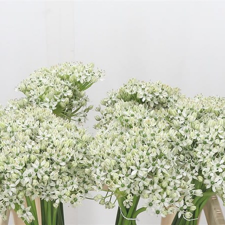 Allium Nigrum