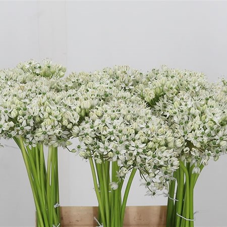 Allium Nigrum