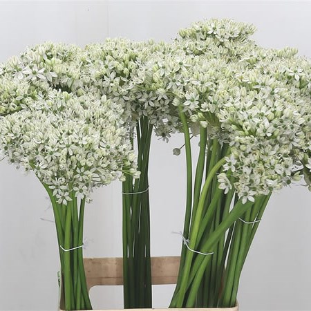 Allium Nigrum