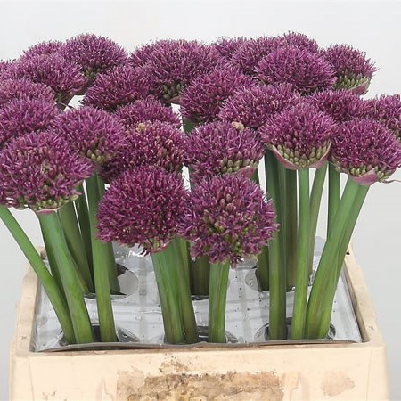 Allium Ostara