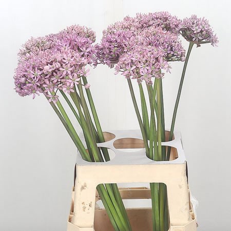 Allium Pink Jill